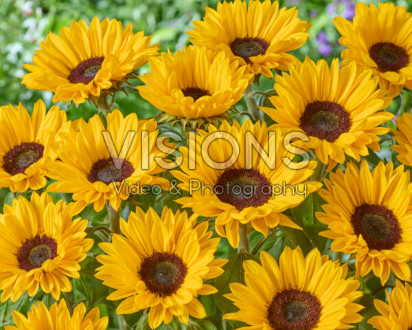 Helianthus annuus Sunrich Provence Overtoom