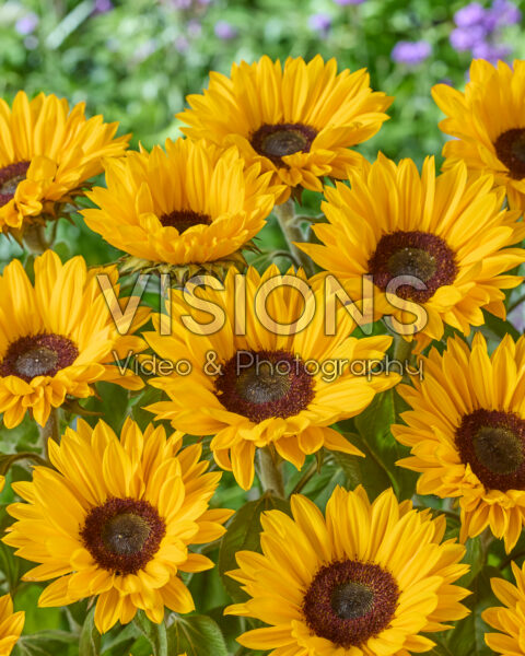 Helianthus annuus Sunrich Provence Overtoom Helianthus annuus Sunrich Provence Overtoom