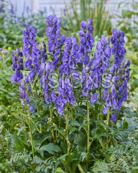 Aconitum carmichaelii Arendsii