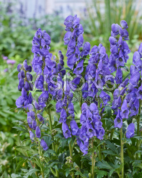 Aconitum carmichaelii Arendsii