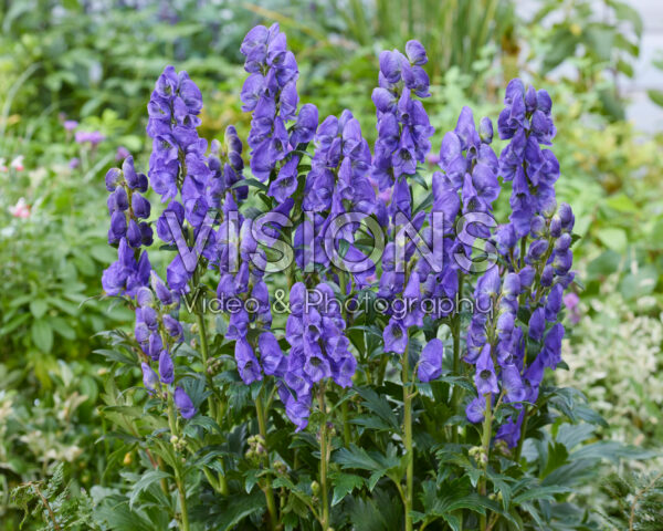Aconitum carmichaelii Arendsii