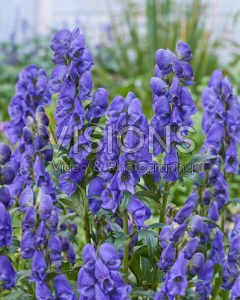 Aconitum carmichaelii Arendsii