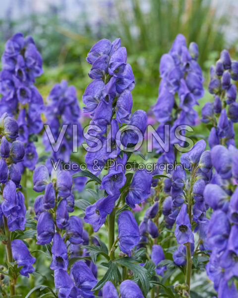 Aconitum carmichaelii Arendsii