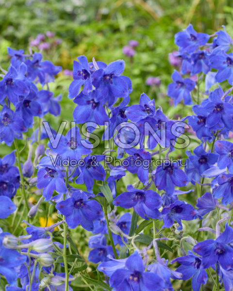 Delphinium Völkerfrieden Delphinium Völkerfrieden