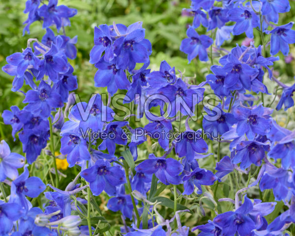 Delphinium Völkerfrieden
