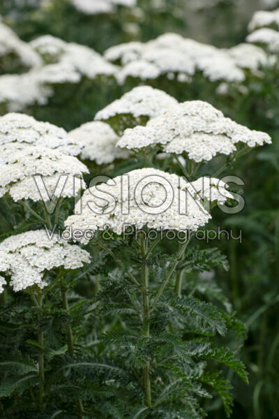 Achillea Firefly Diamond Achillea Firefly Diamond