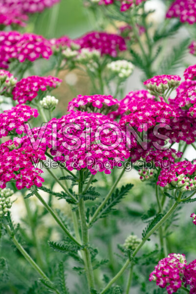 Achillea Firefly Fuchsia