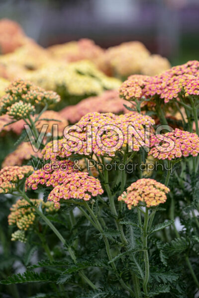 Achillea Firefly Peach Sky