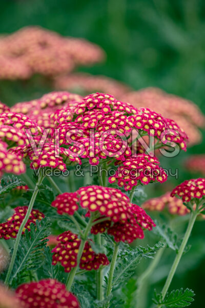 Achillea Firefly Red Pop