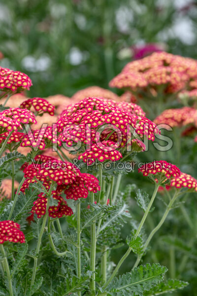 Achillea Firefly Red Pop