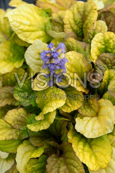 Ajuga Best Buddies Caramel Ajuga Best Buddies Caramel