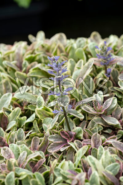 Ajuga tenorei Princess Nadia