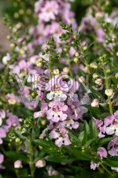 Angelonia Alonia™ Big Bicolor Pink Improved