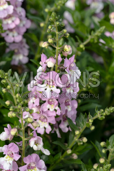 Angelonia Aloniaâ„¢ Big Bicolor Pink Improved Angelonia Aloniaâ„¢ Big Bicolor Pink Improved