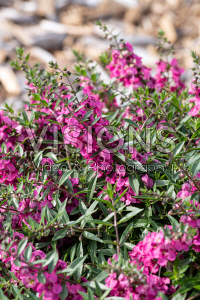 Angelonia AngelMist® Spreading Pink
