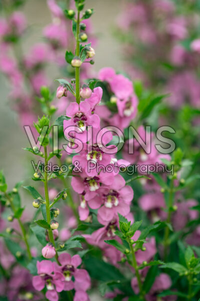 Angelonia Guardian Angel™ Pink