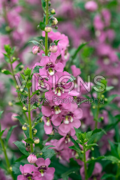 Angelonia Guardian Angel™ Pink