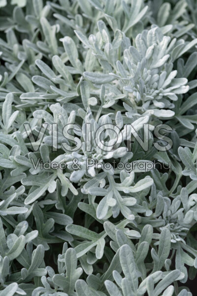 Artemisia Fancifillers™ Sea Salt
