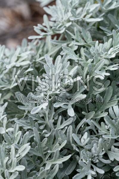 Artemisia Fancifillers™ Sea Salt
Artemisia Fancifillers™ Sea Salt