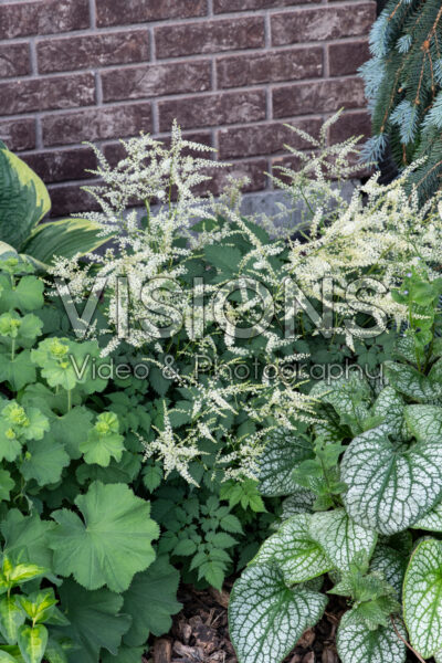Aruncus Misty Lace Aruncus Misty Lace