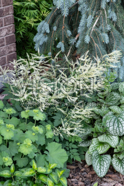 Aruncus Misty Lace