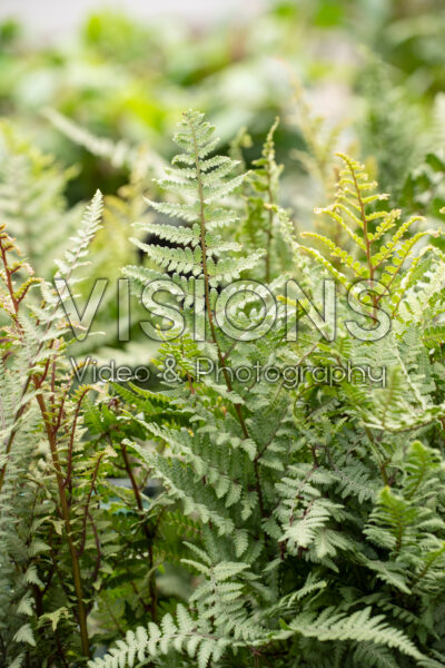 Athyrium Ghost