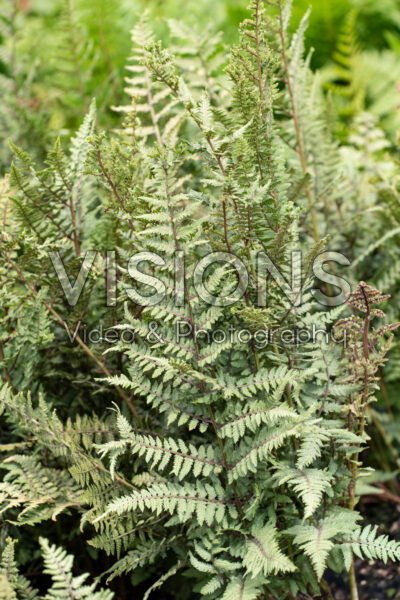 Athyrium Ghost