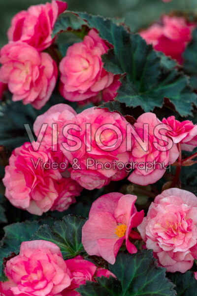 Begonia Adora™ Satin Rose