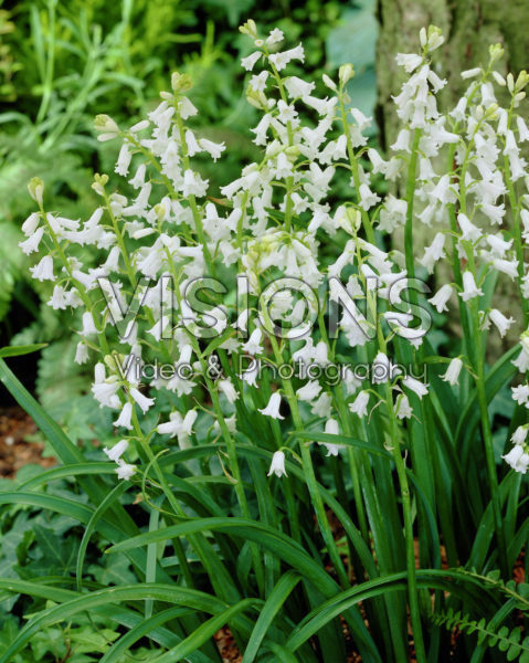 Brimeura amethystina Alba (syn. Hyacinthus amethystinus) Brimeura amethystina Alba (syn. Hyacinthus amethystinus)