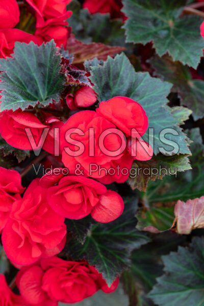 Begonia Adora™ Velvet Red