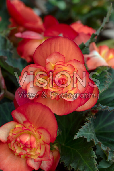 Begonia Beaugonia Poppy Peach Begonia Beaugonia Poppy Peach