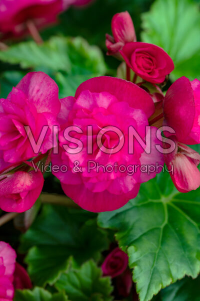 Begonia BK Collection Vermillion Hot Pink