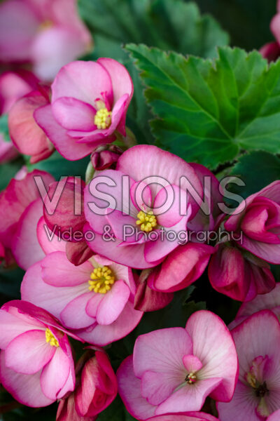 Begonia Dreams Garden MacaRose