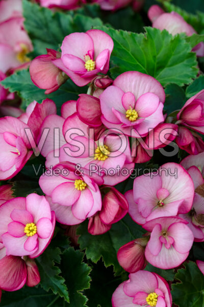 Begonia Dreams Garden MacaRose