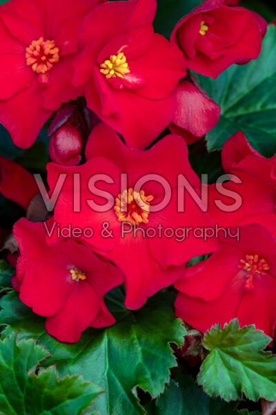 Begonia Dreams Garden MacaRouge