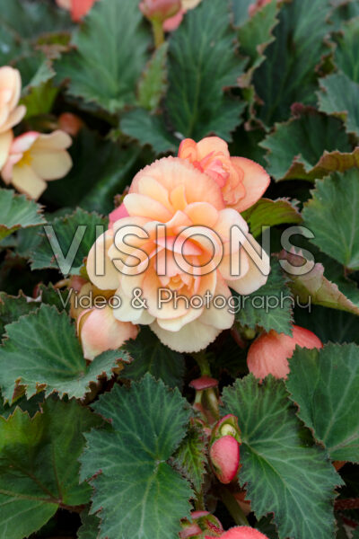 Begonia Fragrant Falls® Peach