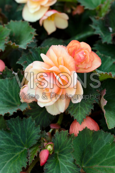 Begonia Fragrant Falls® Peach
