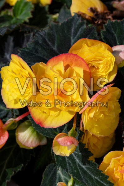 Begonia multiflora Goldfinch