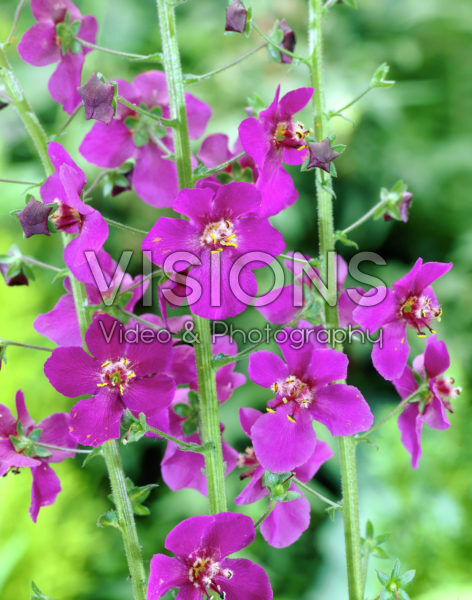 Verbascum phoeniceum Violetta