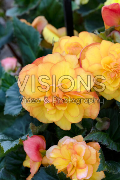 Begonia x tuberhybrida Limitless Yellow Begonia x tuberhybrida Limitless Yellow