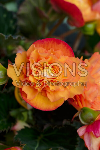 Begonia x tuberhybrida Orangedrops