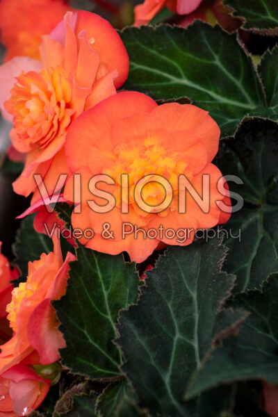 Begonia multiflora Peardrop