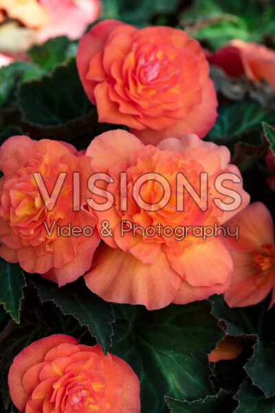 Begonia multiflora Peardrop