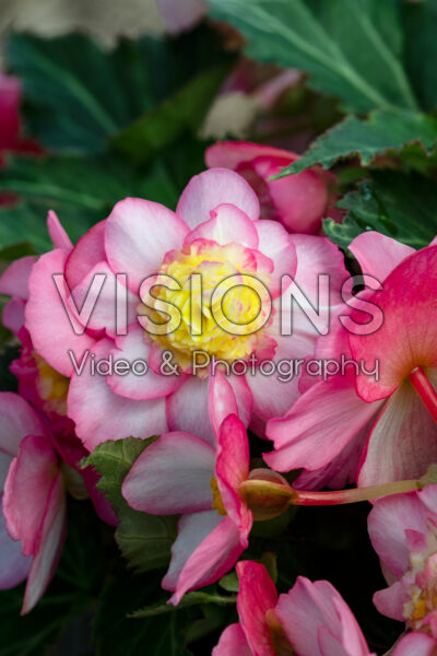Begonia Pink Fizz Begonia Pink Fizz