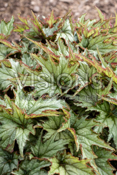 Begonia Spacestars Izar