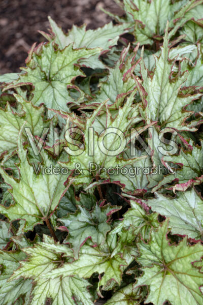 Begonia Spacestars Izar Begonia Spacestars Izar