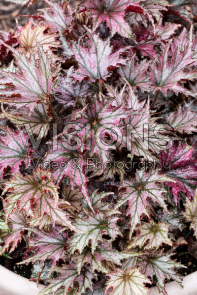 Begonia Spacestars Leda