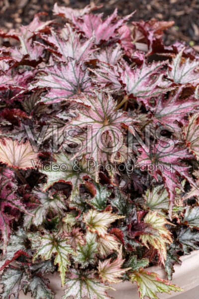 Begonia Spacestars Leda