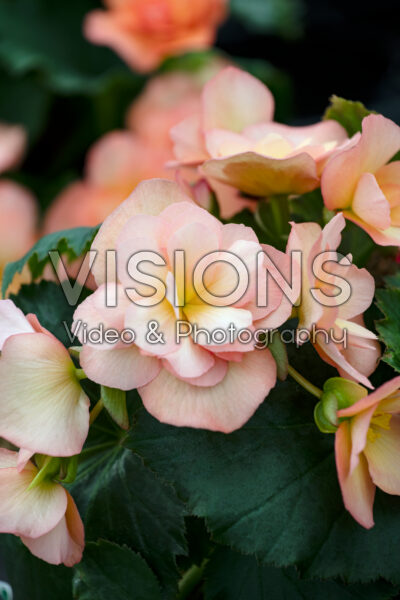 Begonia Solenia Apricot