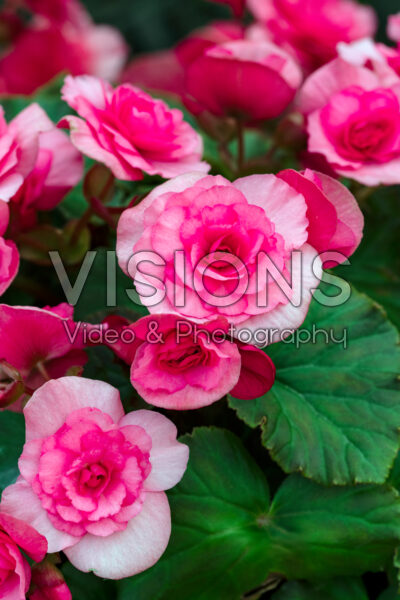 Begonia Solenia Light Pink Begonia Solenia Light Pink